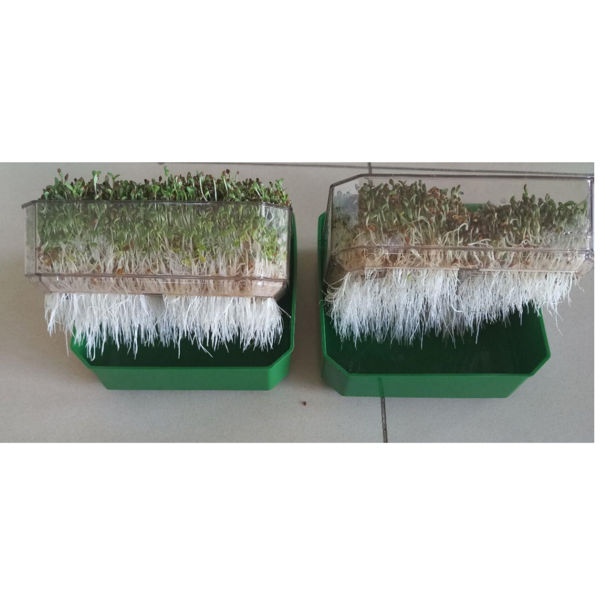 Illustrative root growth comparison concept in clear water